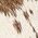 Color Swatch - Brown