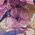 Color Swatch - Floral