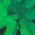 Color Swatch - Green