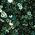 Color Swatch - Green