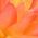 Color Swatch - Orange
