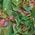 Color Swatch - Green