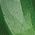 Color Swatch - Green