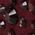 Color Swatch - Red
