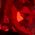 Color Swatch - Red