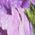 Color Swatch - Lilac Green