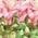 Color Swatch - Pink