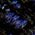 Color Swatch - Blue