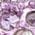 Color Swatch - Purple