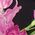 Color Swatch - Floral