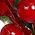 Color Swatch - Red