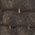 Color Swatch - Brown