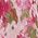 Color Swatch - Floral