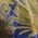 Color Swatch - Floral