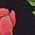 Color Swatch - Black Ground Floral