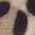 Color Swatch - Animal
