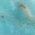 Color Swatch - Turquoise/Coral