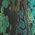 Color Swatch - Green