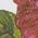 Color Swatch - Floral