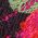 Color Swatch - Floral