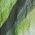 Color Swatch - Green