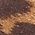Color Swatch - Tan Leopard