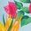 Color Swatch - Floral