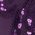 Color Swatch - Purple