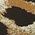 Color Swatch - Natural