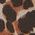 Color Swatch - Animal