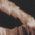 Color Swatch - Animal