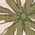Color Swatch - Green