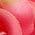 Color Swatch - Pink