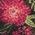 Color Swatch - Berry Black