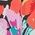 Color Swatch - Floral