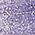 Color Swatch - Purple