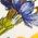 Color Swatch - Floral