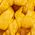 Color Swatch - Yellow Multi