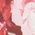 Color Swatch - Floral