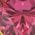 Color Swatch - Pink