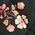 Color Swatch - Floral