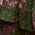 Color Swatch - Green Multi