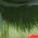 Color Swatch - Green