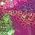 Color Swatch - Pink