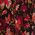 Color Swatch - Floral