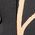 Color Swatch - Black/Fawn