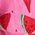 Color Swatch - Watermelon Crush