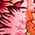 Color Swatch - Pink