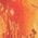 Color Swatch - Orange
