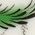 Color Swatch - Green